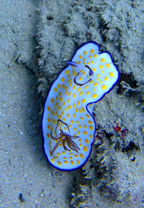 Sport & Freizeit Mövenpick Resort El Quseir