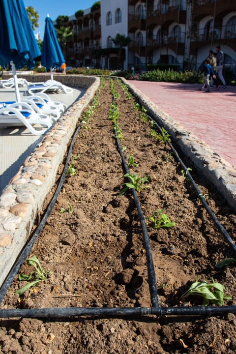 Gartenanlage Desert Rose
