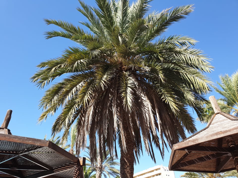 Gartenanlage HL Miraflor Suites Hotel