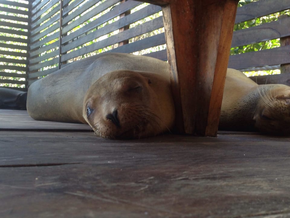 I'm always here Hotel Red Mangrove Aventura Lodge