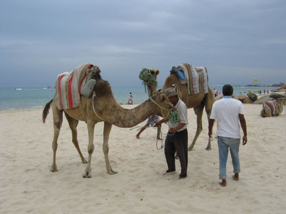 Kamel Helmut und seine Freunde The Orangers Beach Resort and Bungalows