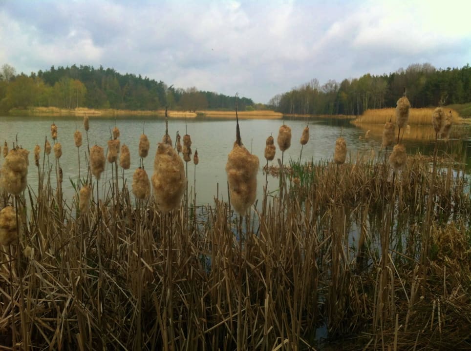 Surroundings Buxusson Resort