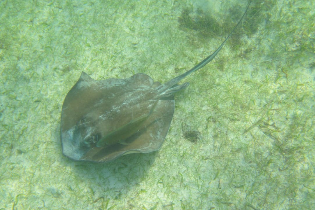 Sport & Freizeit Akumal Bay Beach & Wellness Resort