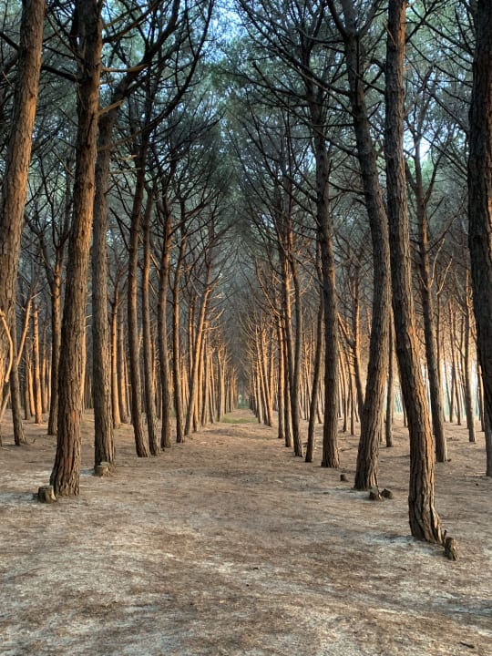 Gartenanlage TUI MAGIC LIFE Calabria
