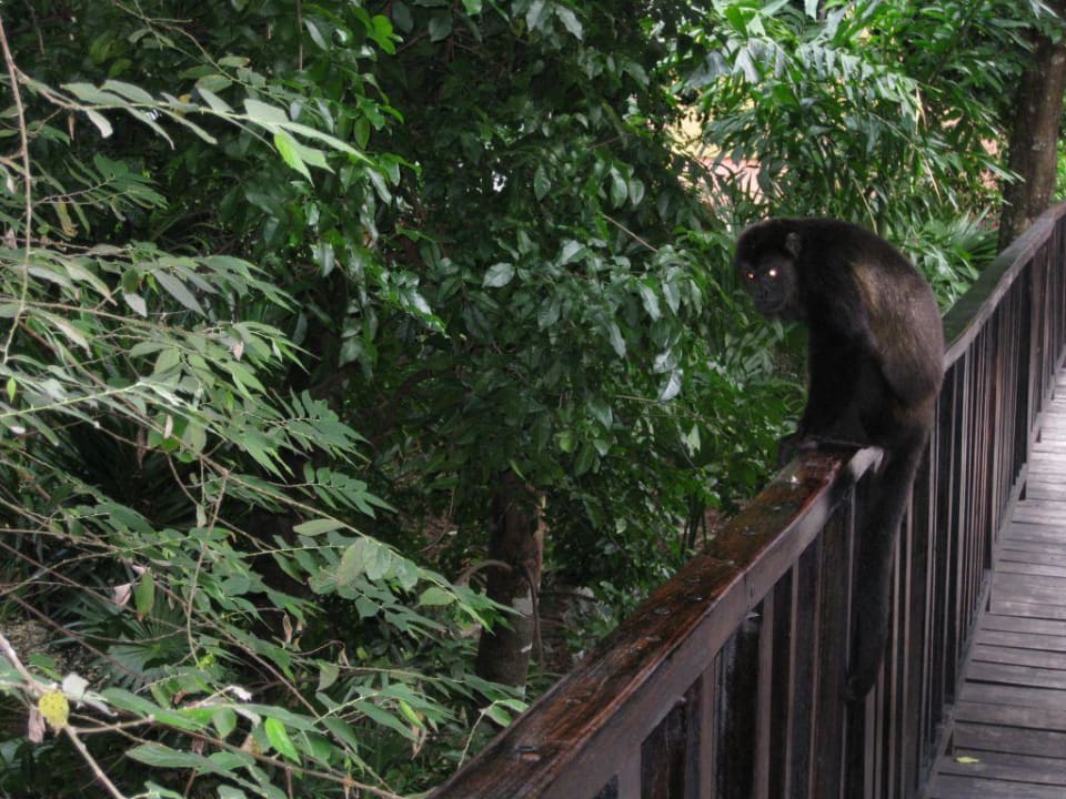 Brüllaffen im Nachbarhotel RIU Yucatan Hotel Riu Tequila