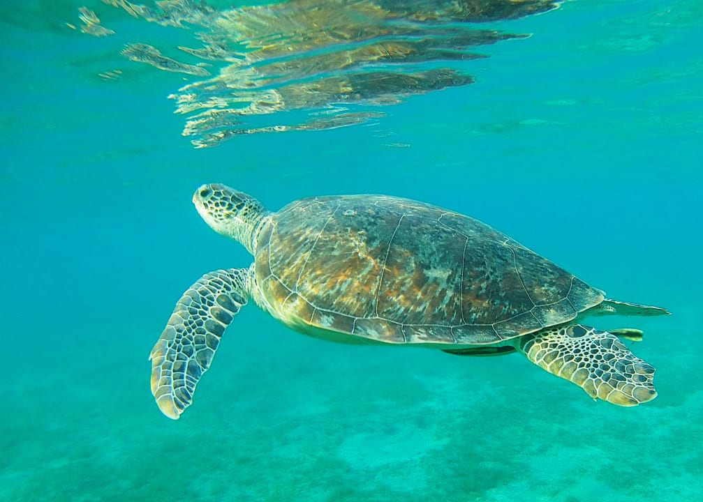 Strand Shams Alam Beach Resort