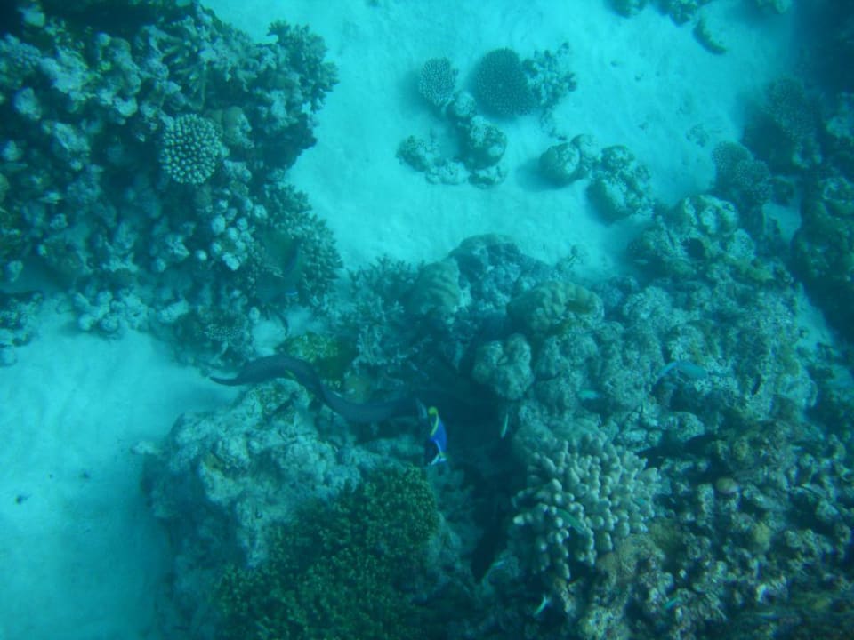 Korallen? Summer Island Maldives