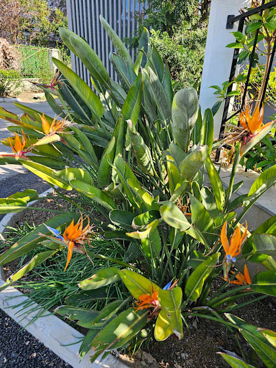 Gartenanlage Sherwood Exclusive Lara