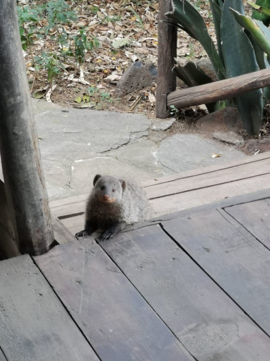 Sonstiges Aruba-Mara Camp