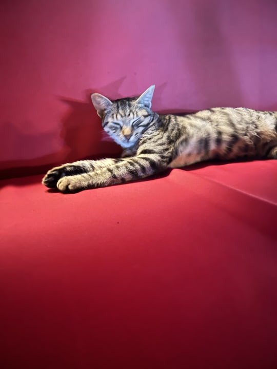 Sonstiges Hotel Delphin Imperial