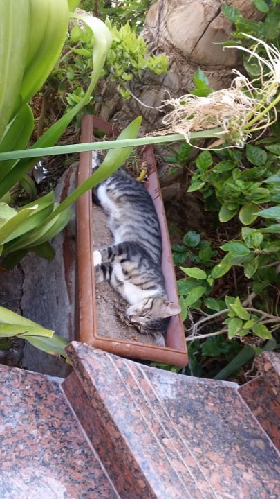 Katzen Sea Star Beau Rivage