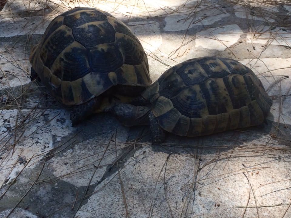 Sonstiges LYKIA lodge | home of happiness