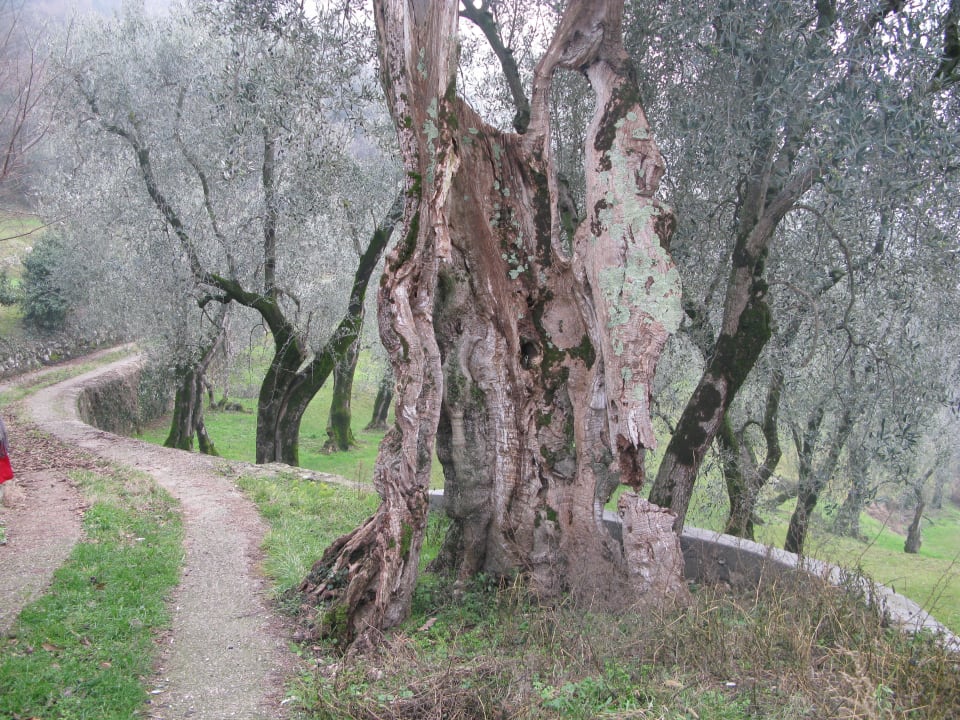 Olivengarten Appartements Casa al Monte