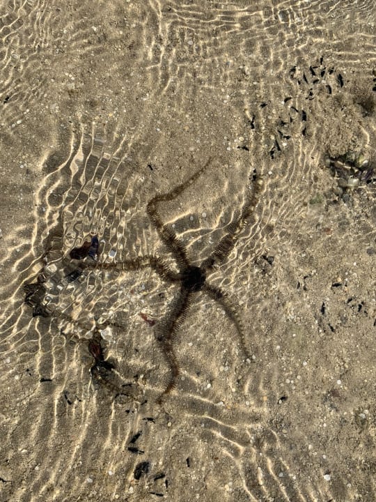 Strand Hotel Titanic Palace