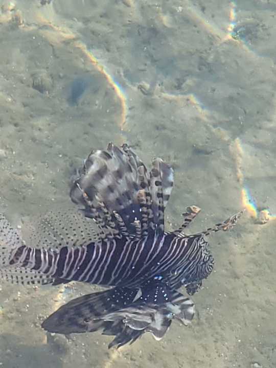 Strand Steigenberger Coraya Beach - Adults only