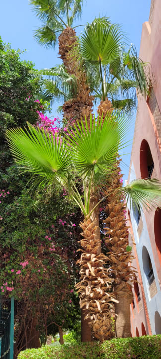 Gartenanlage Arabia Azur Resort
