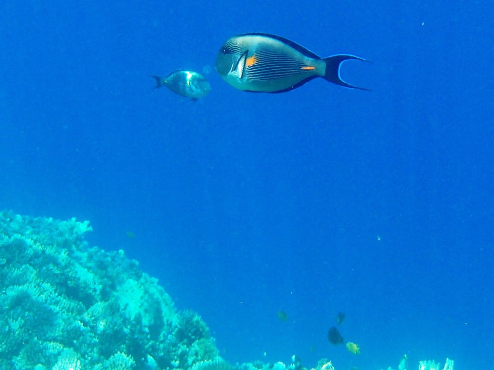 Unterwasserwelt Jaz Mirabel Park & Club