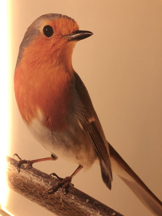 Sonstiges Iberostar Selection Sábila