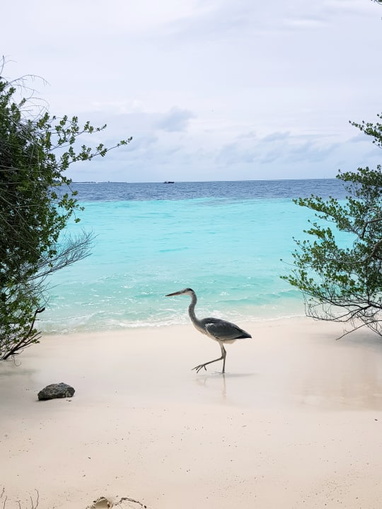 Strand Eri Maldives
