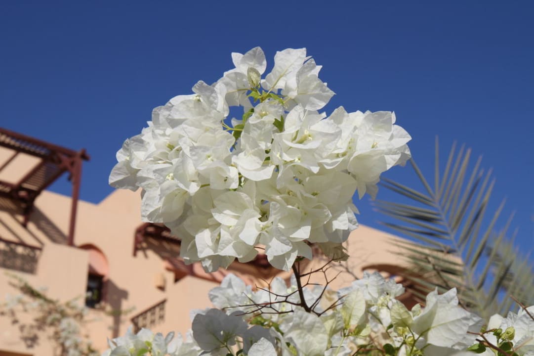 Blumen Steigenberger Coraya Beach - Adults only