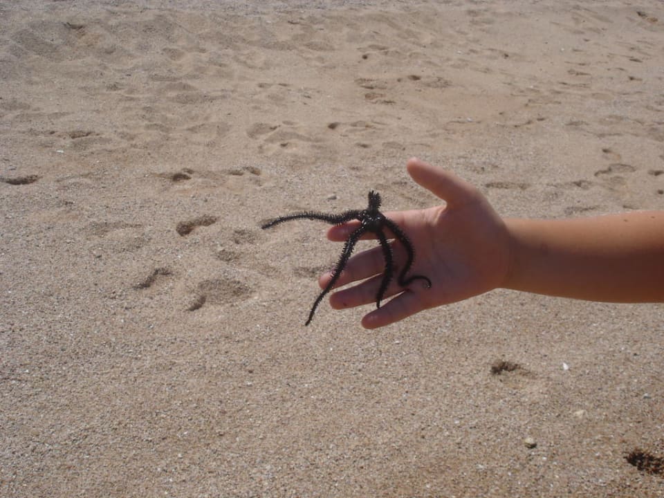 Seestern Pickalbatros Citadel Resort