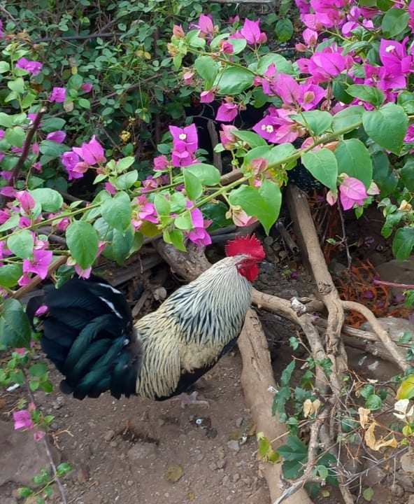 Sonstiges BLUESEA Costa Jardin Spa