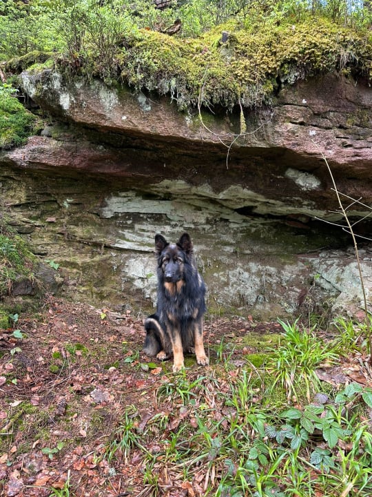Gartenanlage Hotel Langenwaldsee