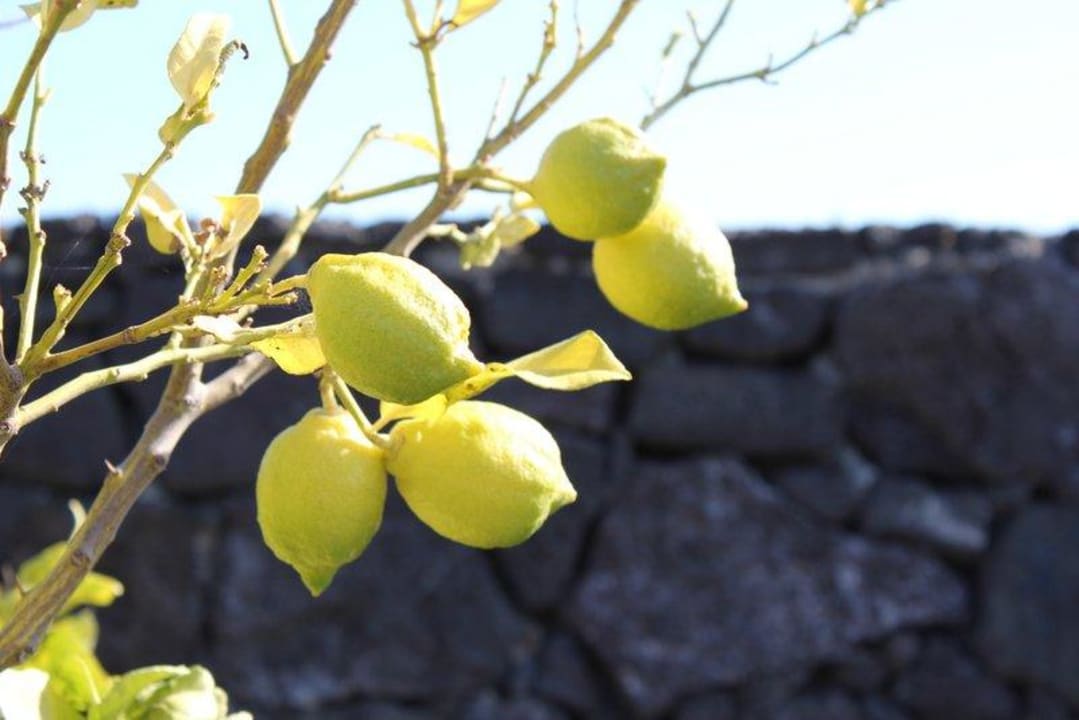Zitronen aus eigenem BIO-Anbau Apartamentos Tamarindos