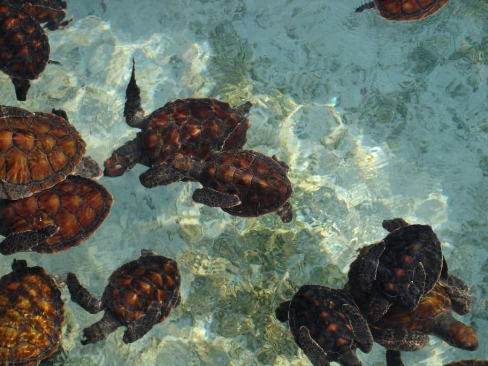 ...und deren Bewohner Lily Beach Resort & Spa