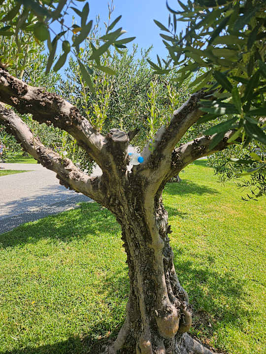 Sonstiges Akrathos Beach Hotel