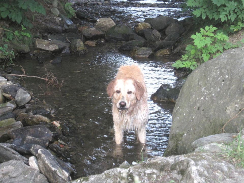 Bach am Haus 27 Feriendorf Am Hohen Bogen
