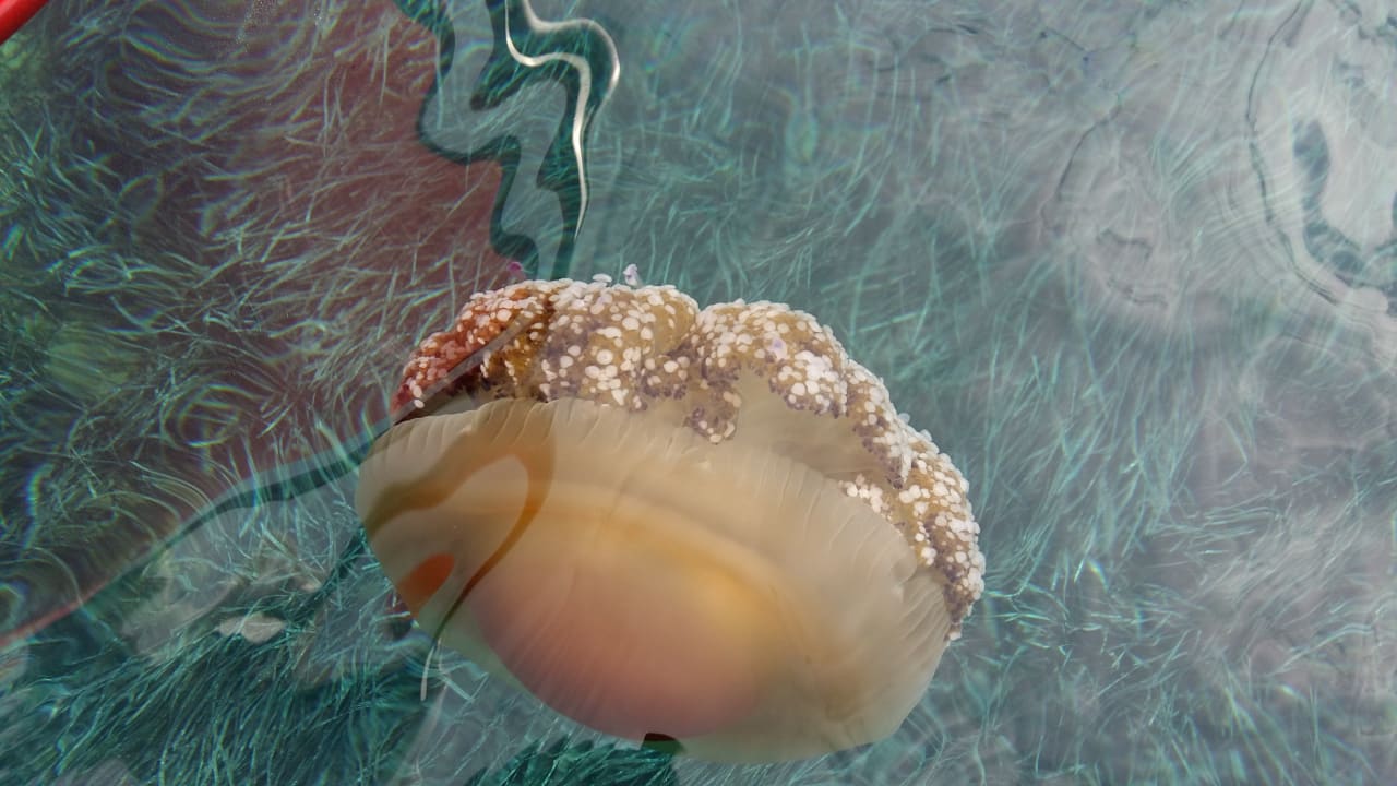 Strand Blue Dolphin Resort Hotel