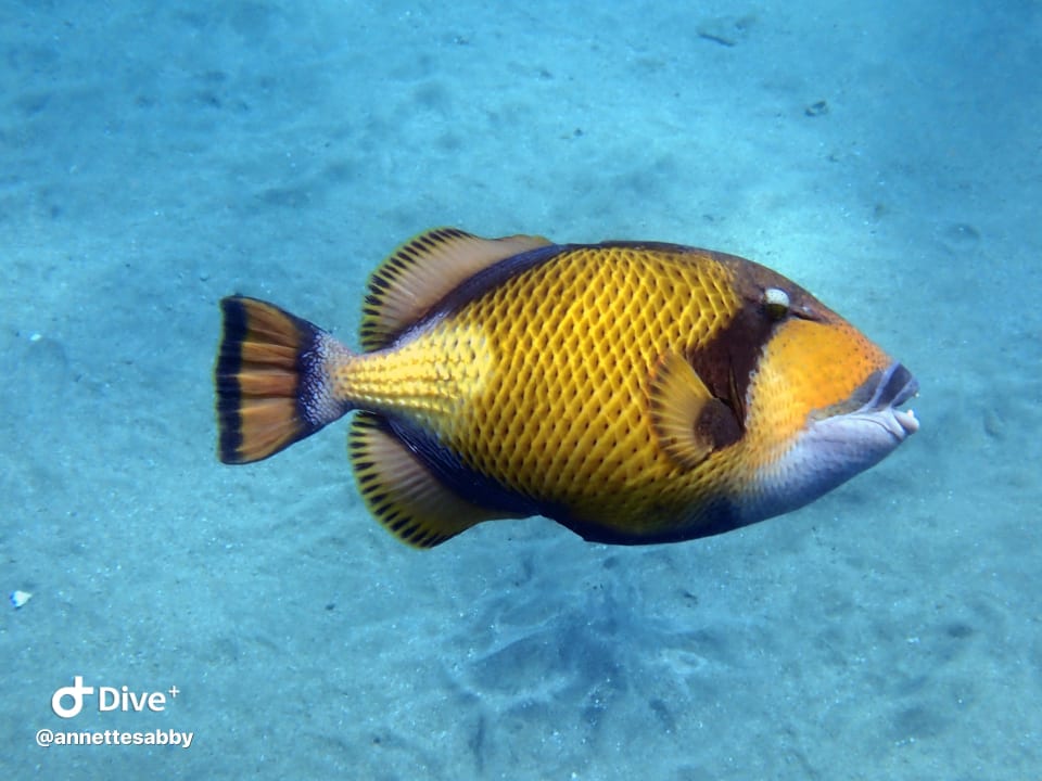 Sport & Freizeit Three Corners Equinox Beach Resort