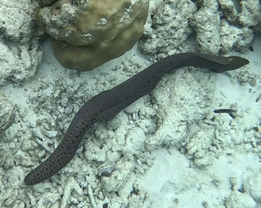 Sport & Freizeit Sun Siyam Vilu Reef