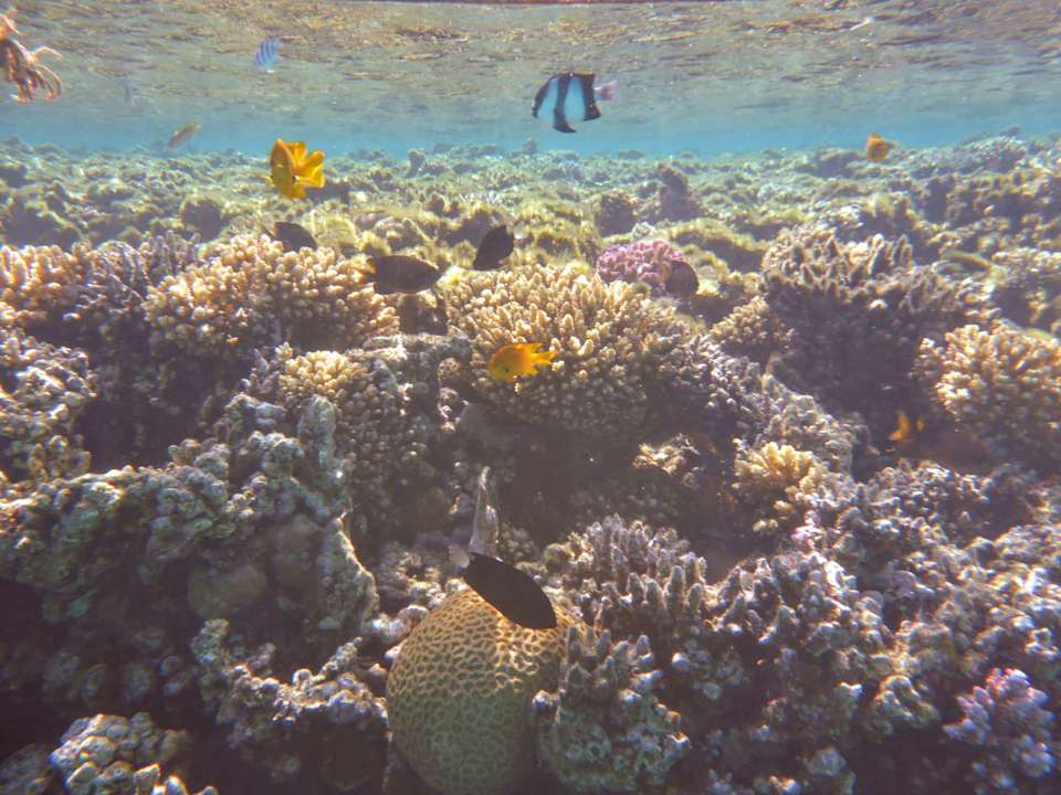 Strand Jaz Makadi Oasis Resort