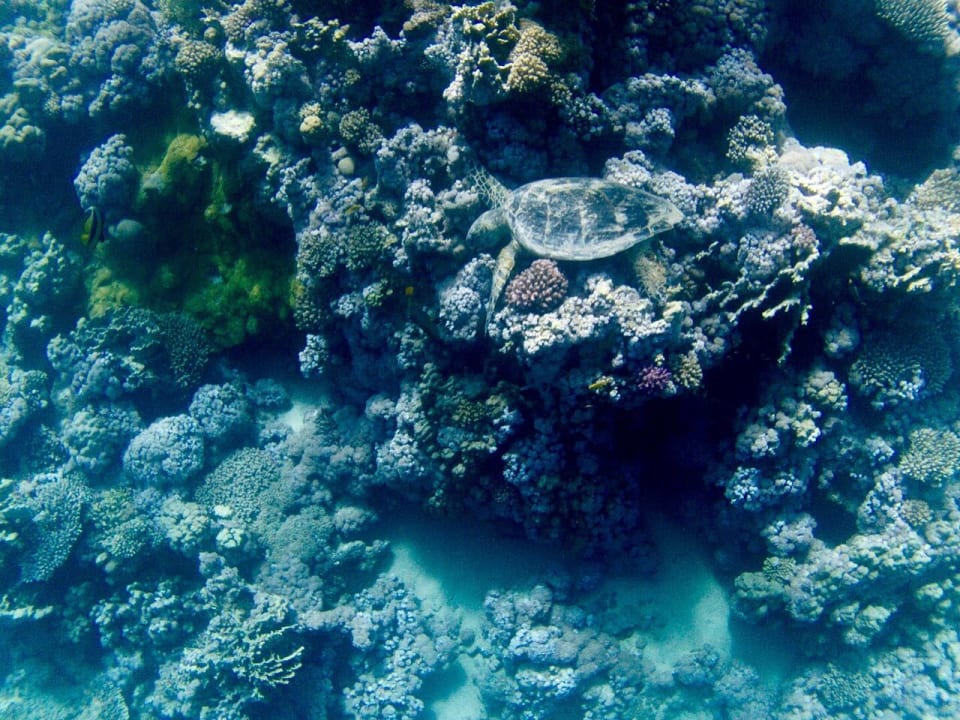 Strand Makadi Spa - Adults only