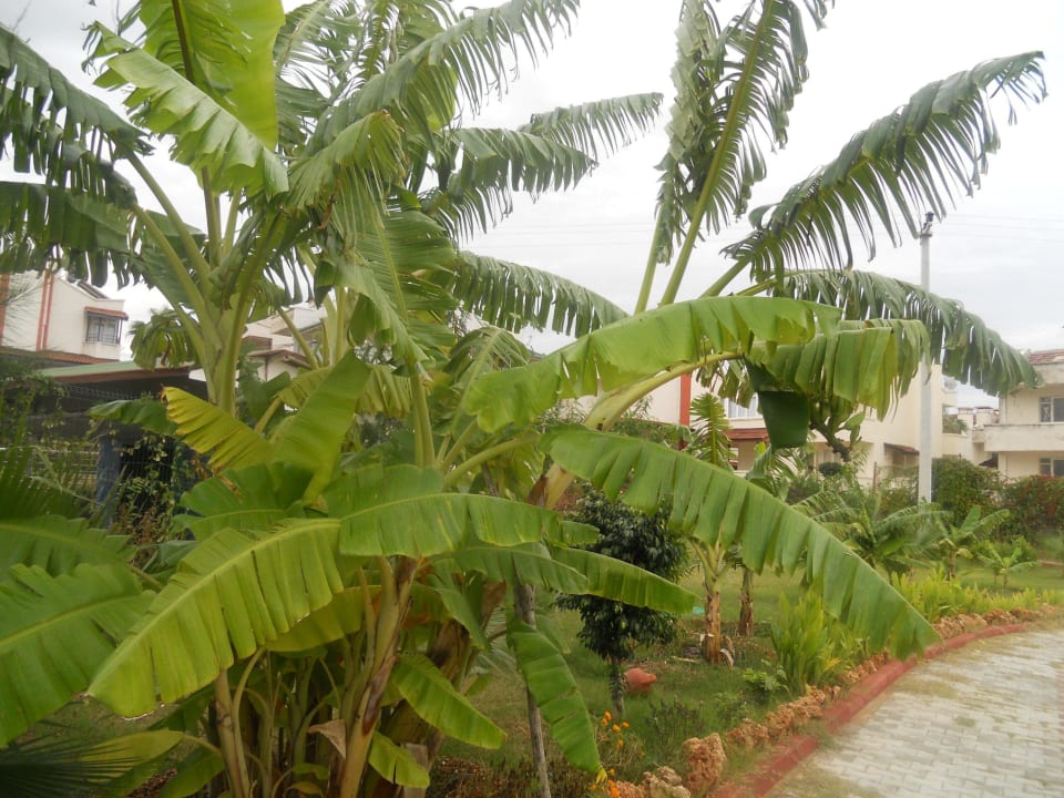 Der schöne gepflegte Garten Cenger Beach Resort & Spa