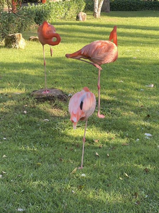 Gartenanlage Secrets La Romana Resort & Spa - Adult Only