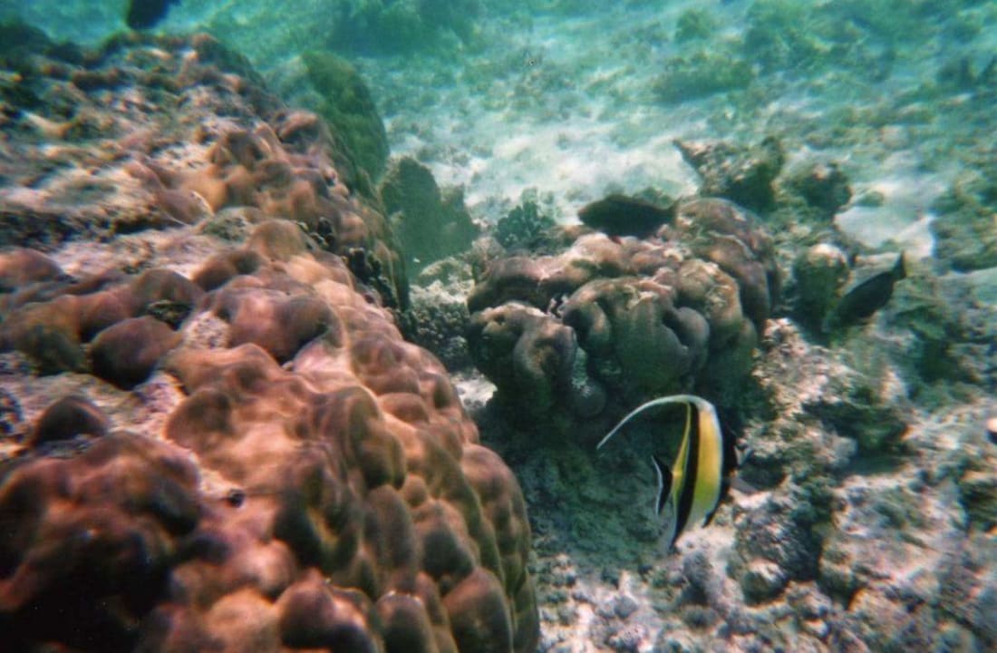 am Hausriff Sun Siyam Iru Fushi