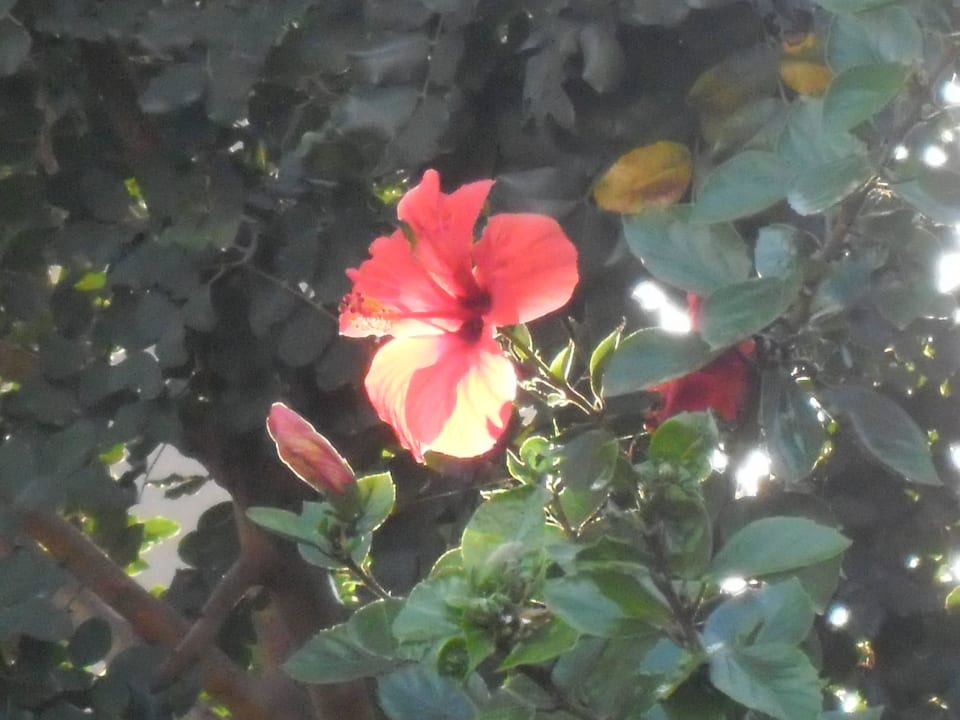 Blume Hotel Royal Garden Beach
