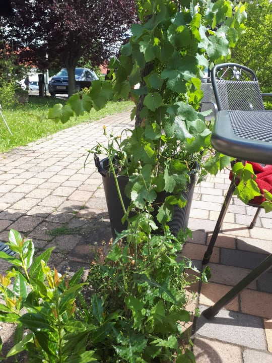 Gartenanlage Hotel Gutshof Ziegelhütte