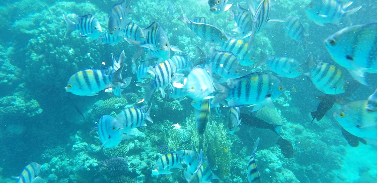 Strand Malikia Resort Abu Dabbab