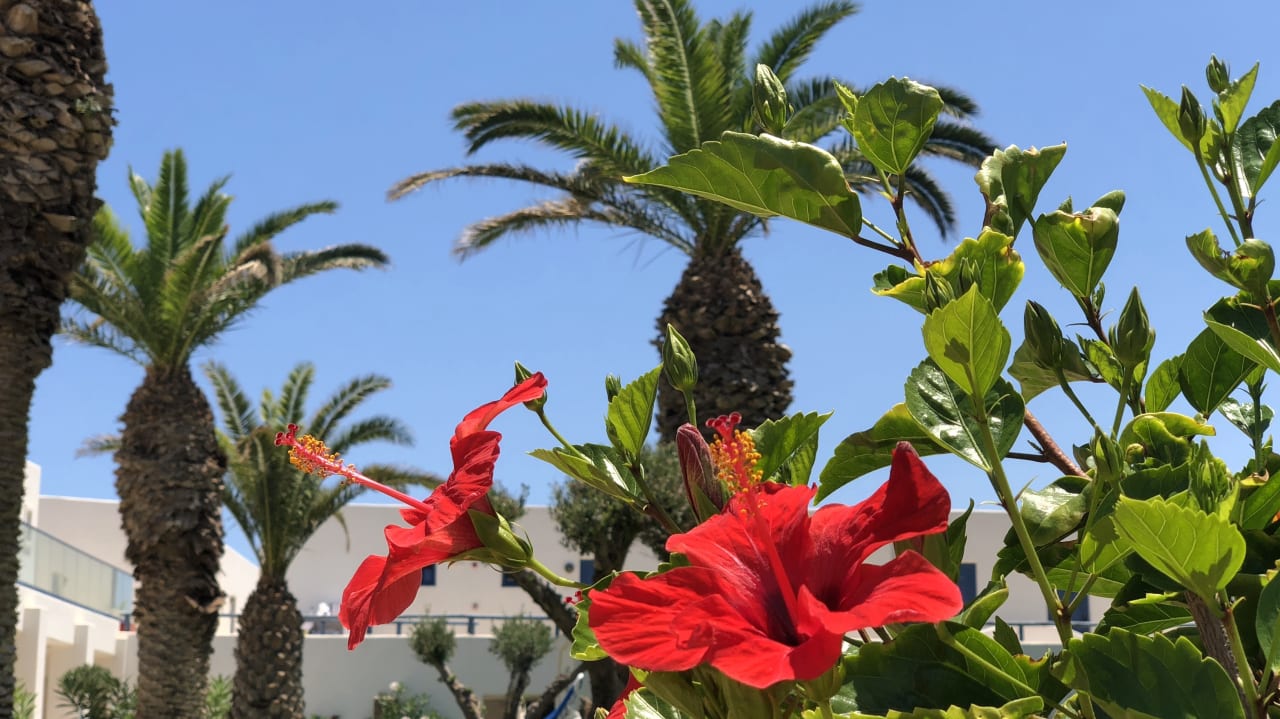 Gartenanlage Lyttos Beach Hotel