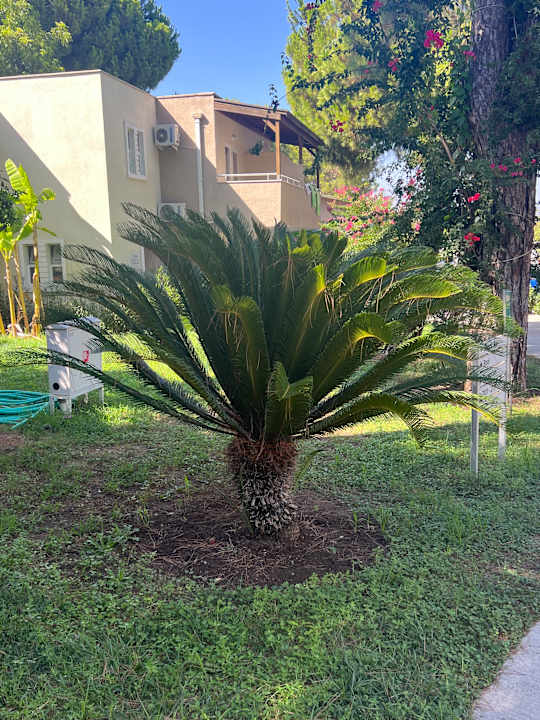 Gartenanlage Club Sidelya Hotel