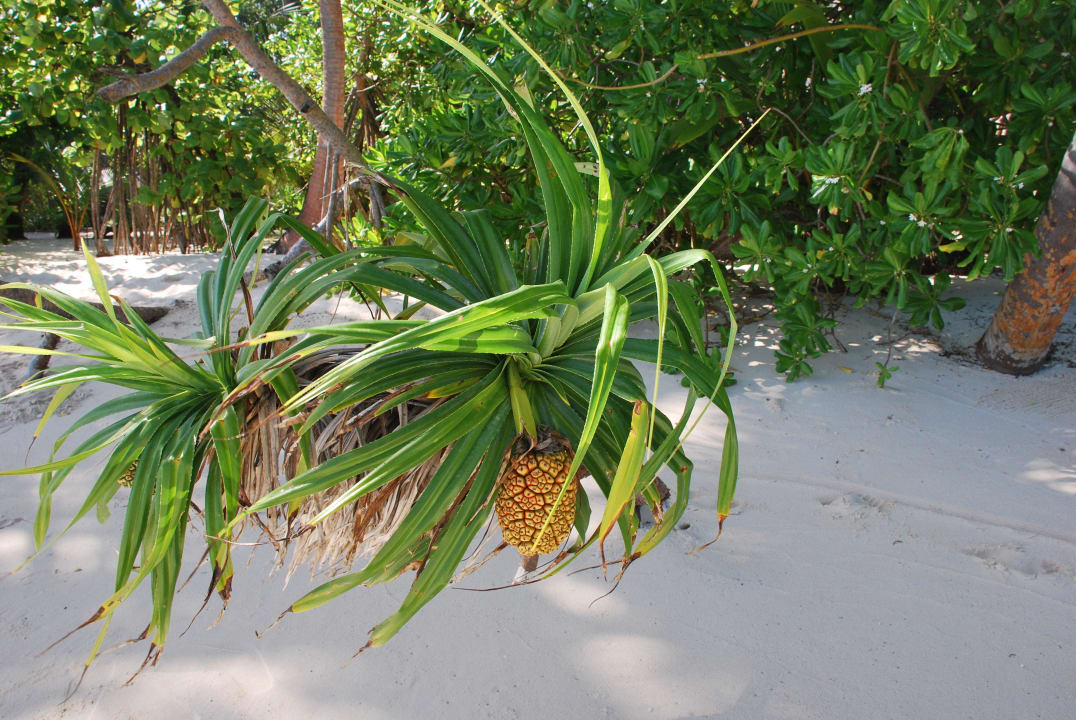 Pflanze Kuramathi Maldives