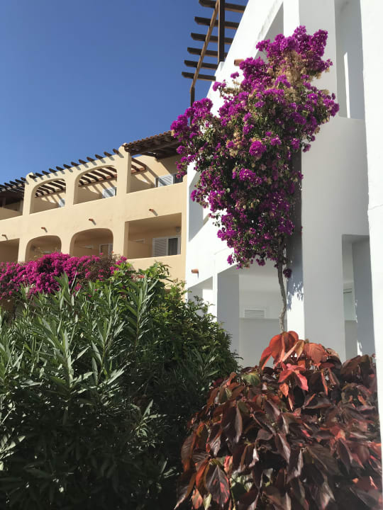 Gartenanlage ROBINSON ESQUINZO PLAYA