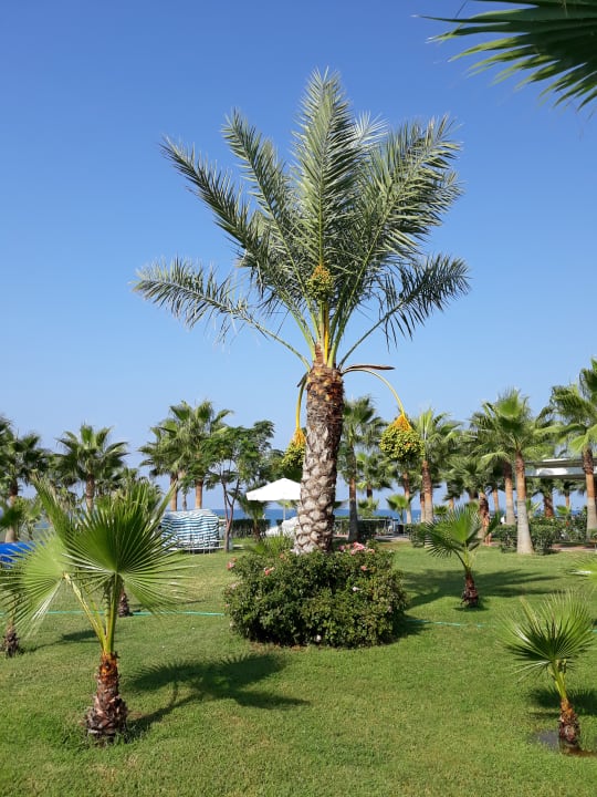 Gartenanlage Sultan of Dreams Hotel & Spa