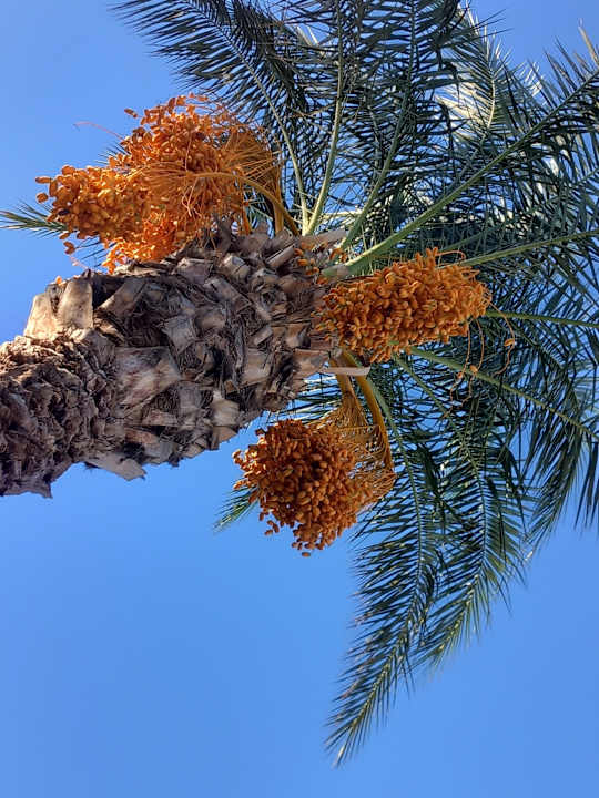 Gartenanlage Lindos Princess Beach Resort & Spa