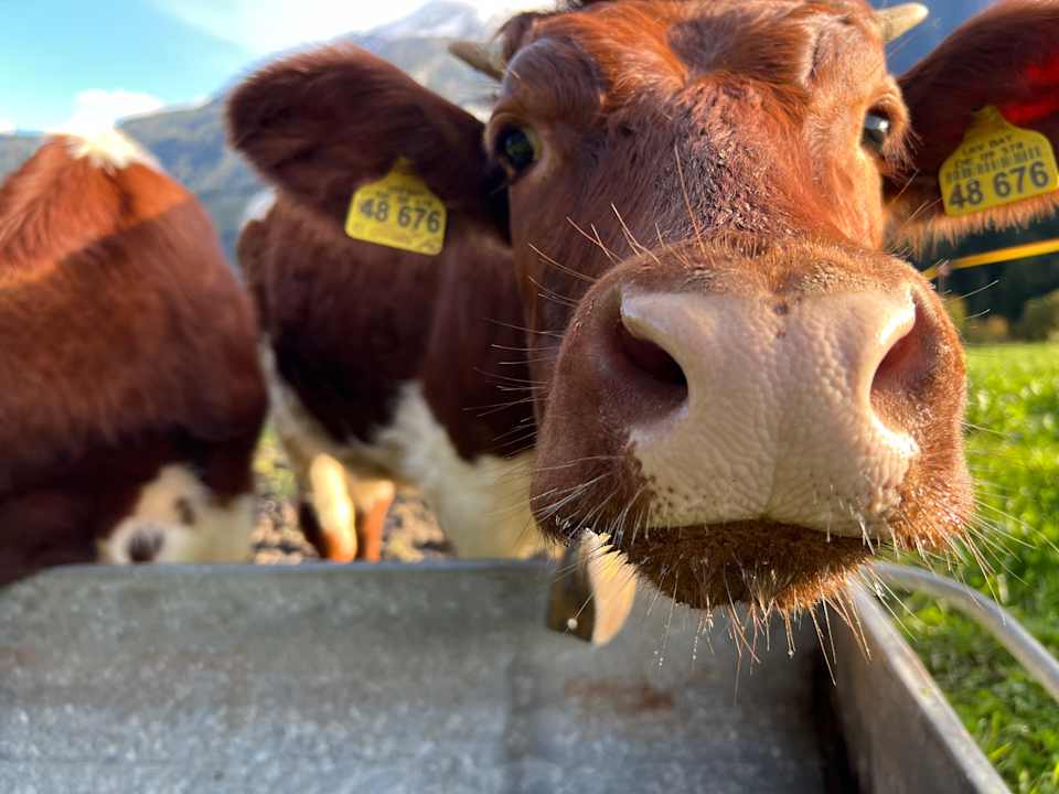 Zimmer Ferienwohnung Möslerlehen
