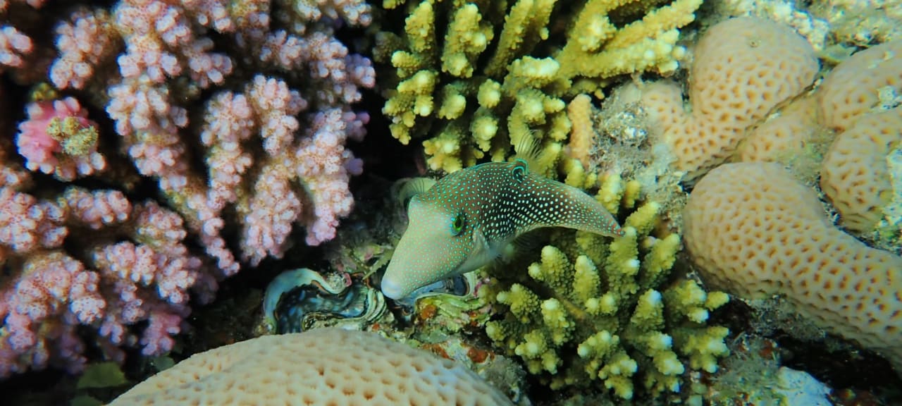 Sport & Freizeit Malikia Resort Abu Dabbab